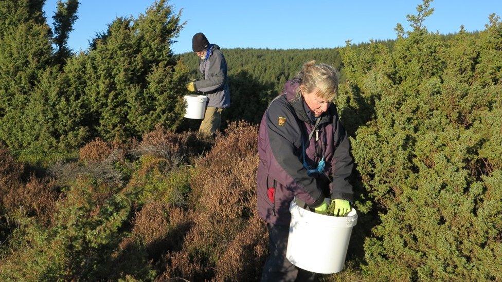 Juniper seed collecting at RSPB Abernethy Reserve in Scotland
