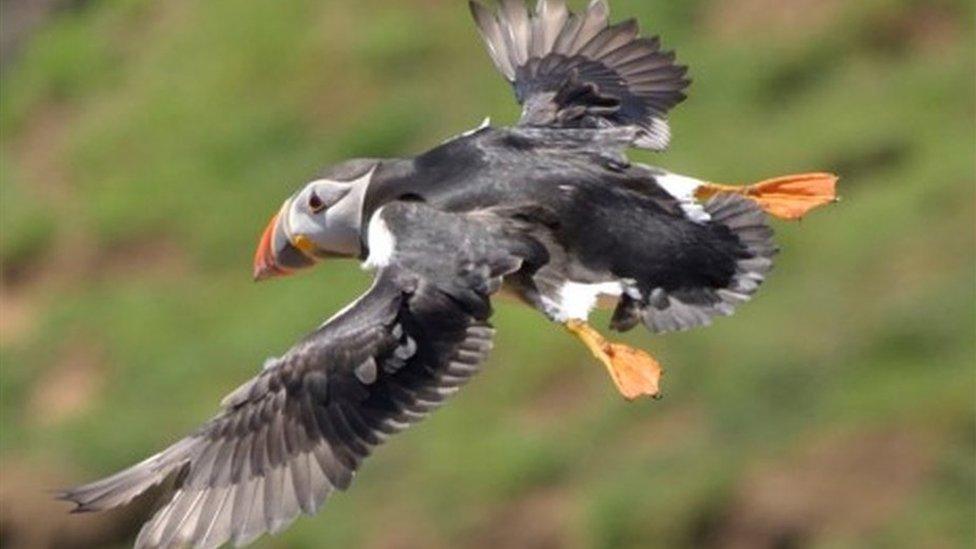 A puffin in full flight