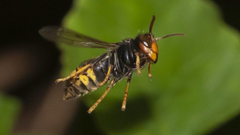 A photo of an Asian hornet