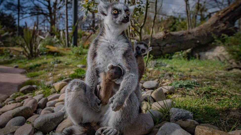 rare twin lemurs