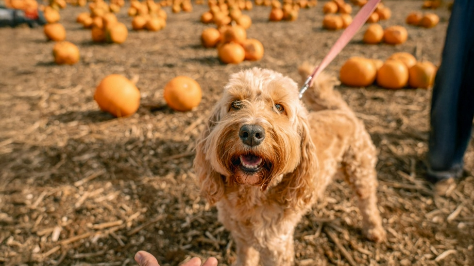 A dog with beige fur is standing in a field with pumpkins around him. The dog is on a lead.