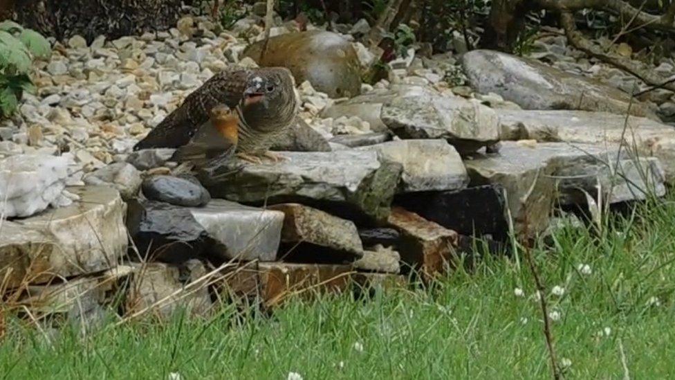 Robin and cuckoo