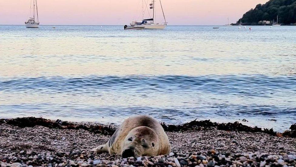 The seal resting on a beach