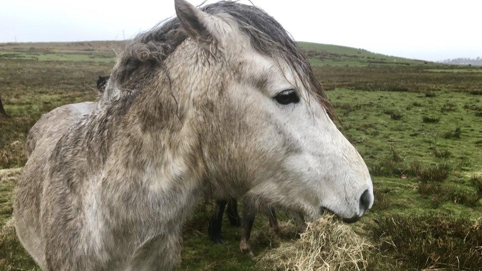 A horse eating haylage