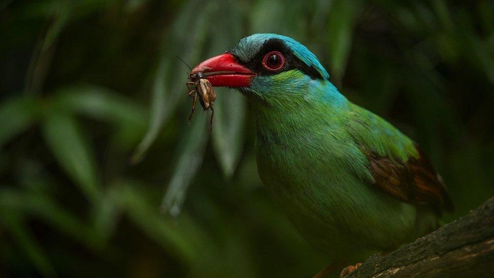 Javan green magpie