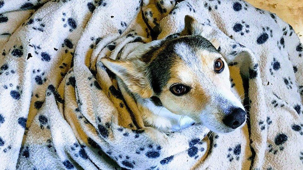 A dog wrapped in a blanket