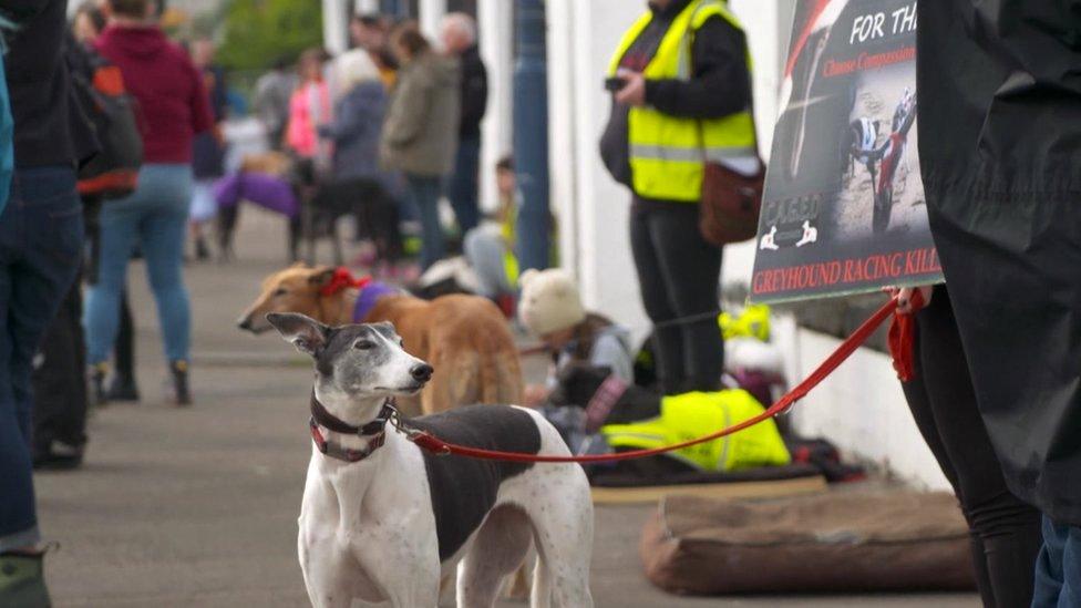 Greyhounds with campaigners