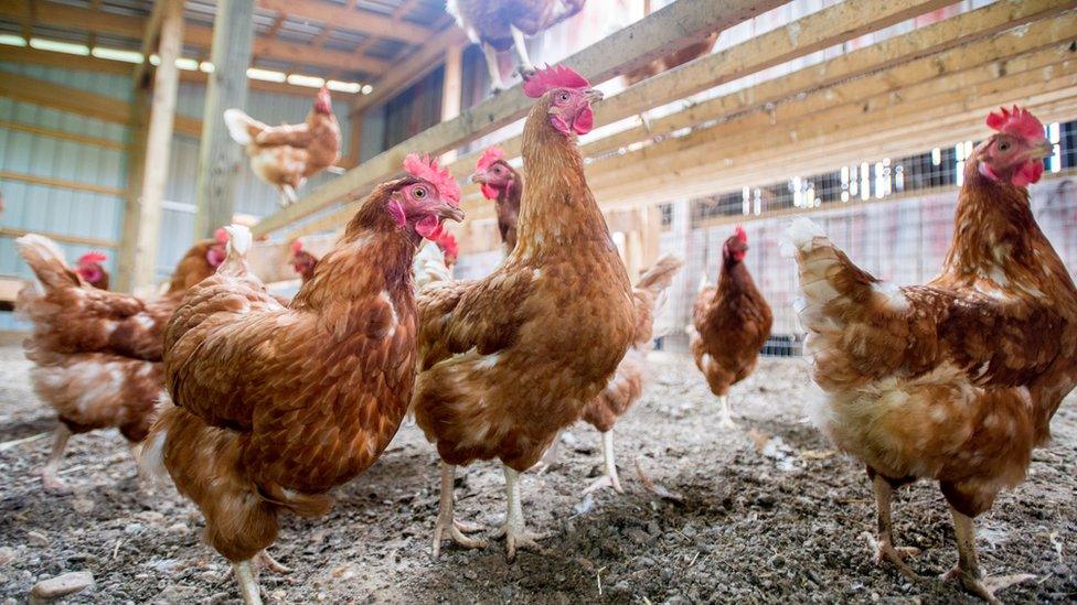 Stock poultry image