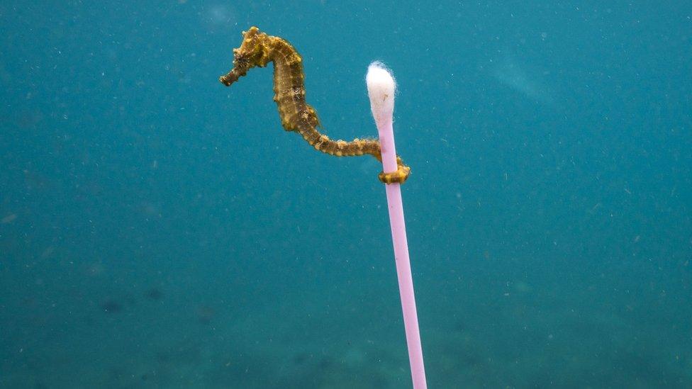 Seahorse