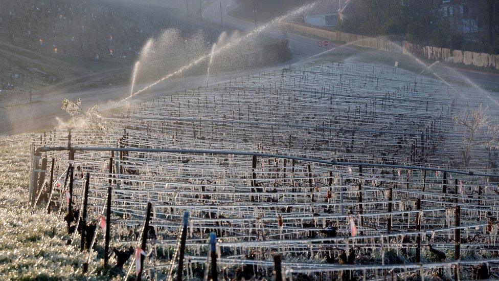 Water is sprayed early in the morning to protect vineyards from frost damage outside Chablis