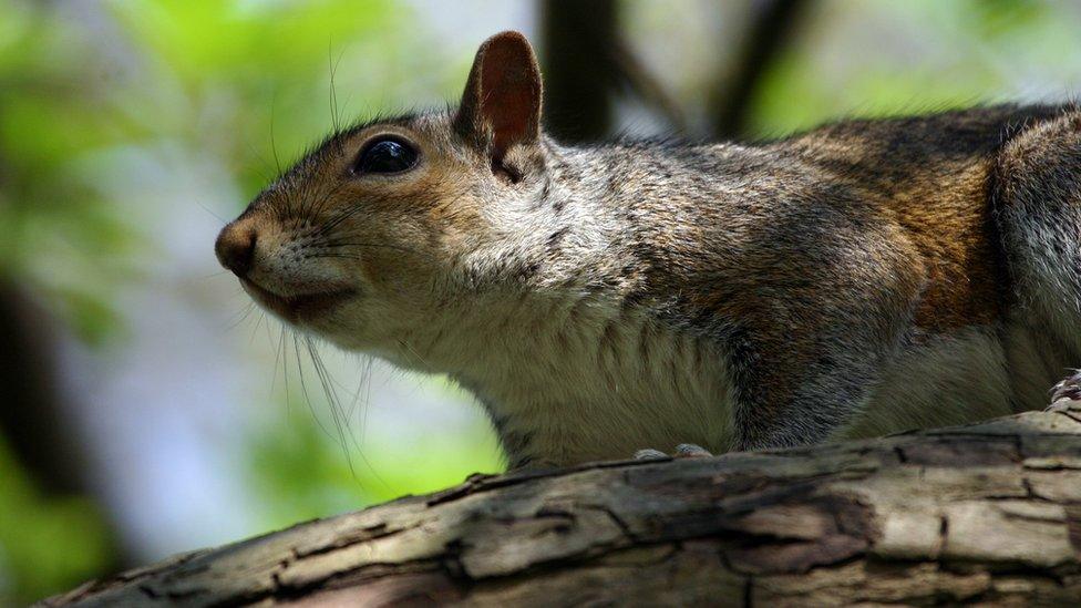 Grey squirrel (generic picture)