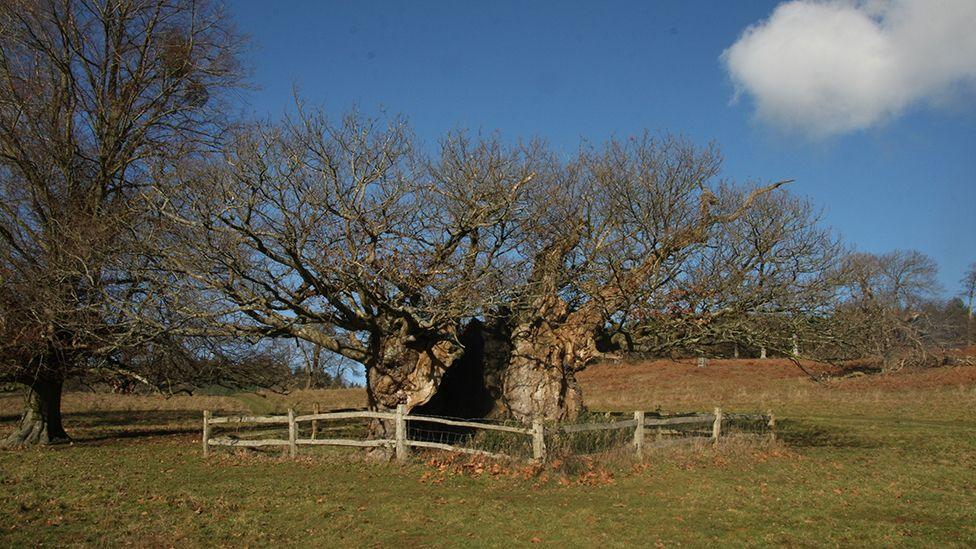 The Queen Elizabeth oak in Sussex hollowed out with a wooden fence around it. The branches on the tree are bare.