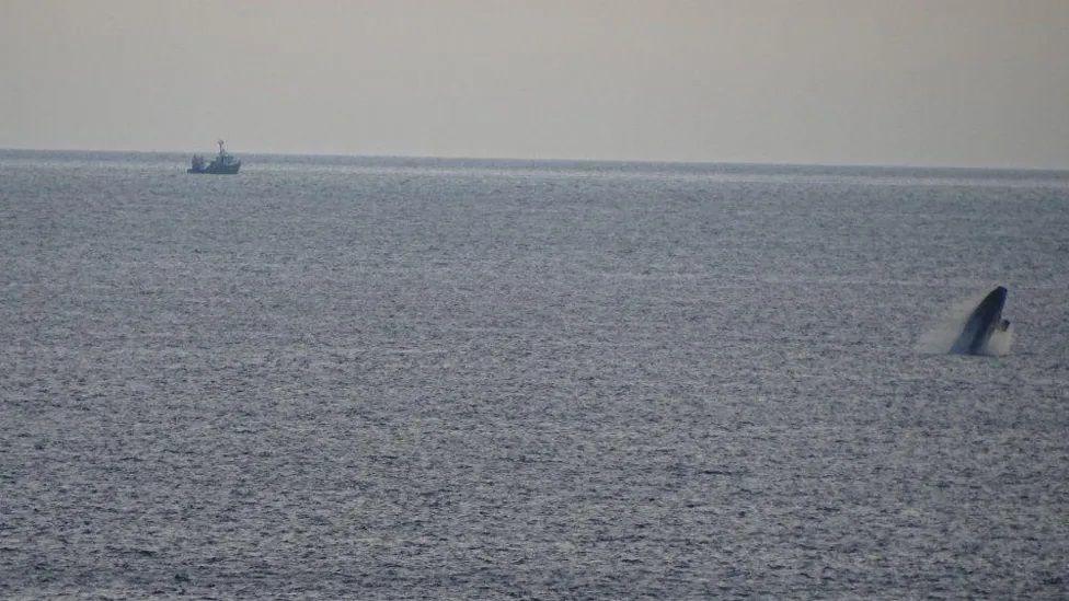 Whale breaching in the water