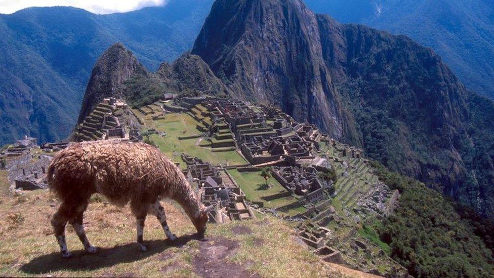 Llama grazing on mountain overlooking Machu Picchu, Peru.