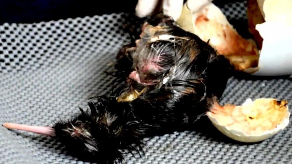 Baby kiwi emerges from its egg