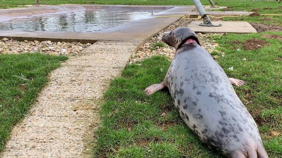 The seal moves to an open-air pool