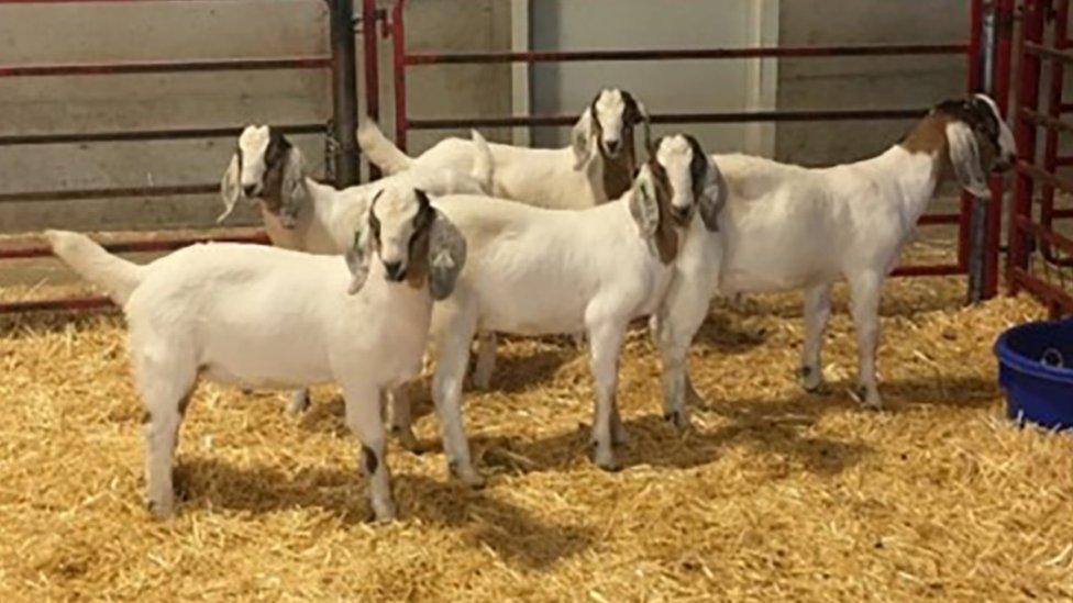 The goats have been gene-edited