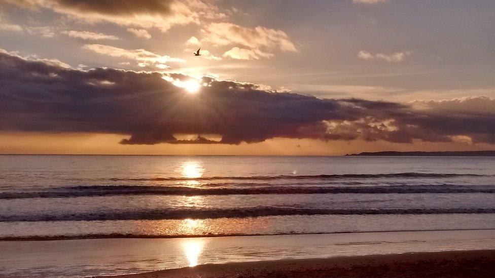 Seagull at sunset in Aberafan