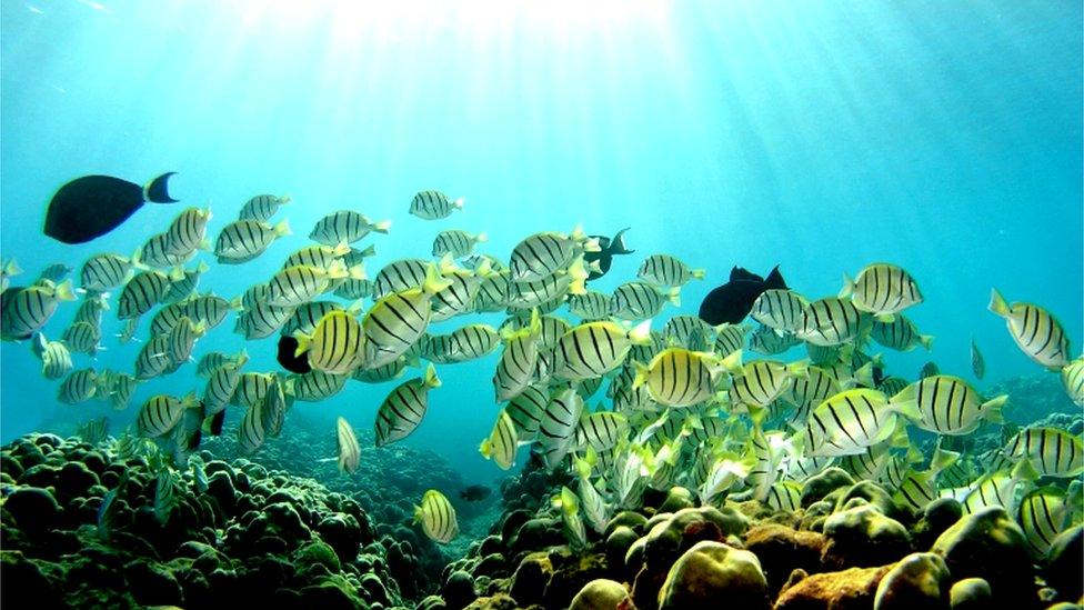 Fish in a reef in Hawaii