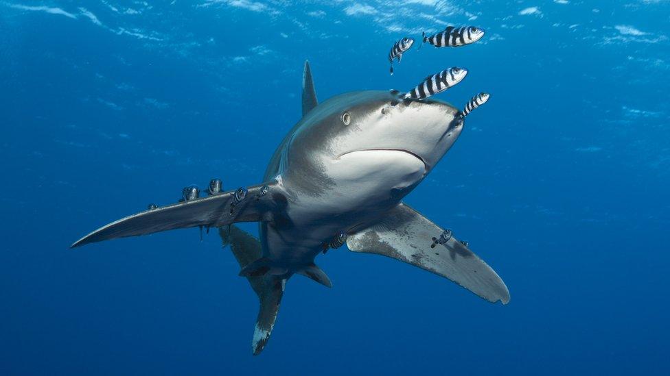 Oceanic white tip shark