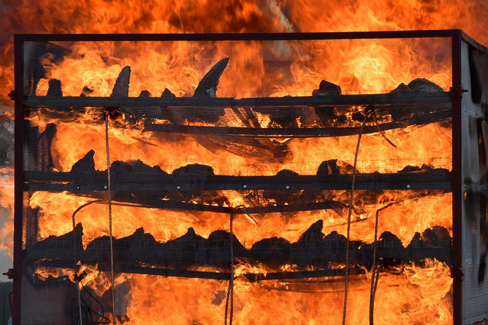 Seized rhino horns are burned in an anti-poaching drive in India.