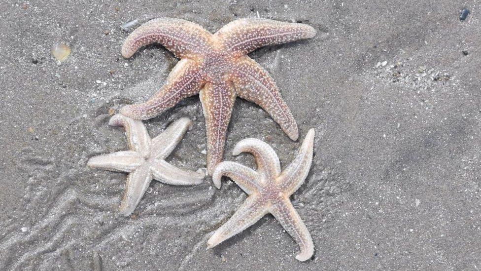 Three starfish