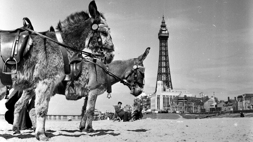 donkeys at Blackpool 1956