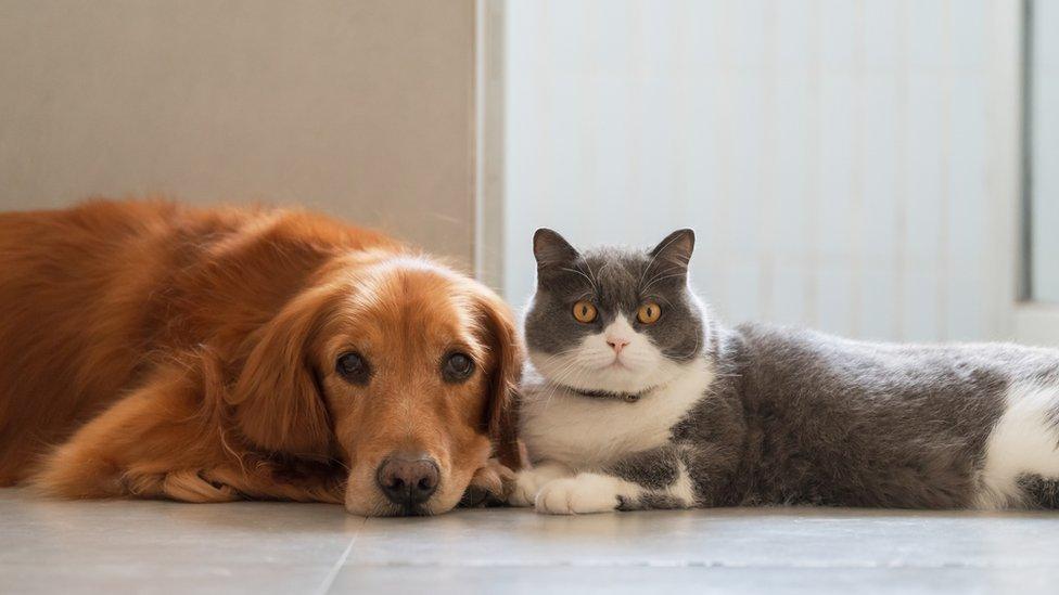 A stock image of a cat and a dog