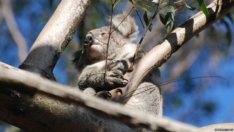 A koala sitting in a tree in the Blue Mountains, NSW, Australia