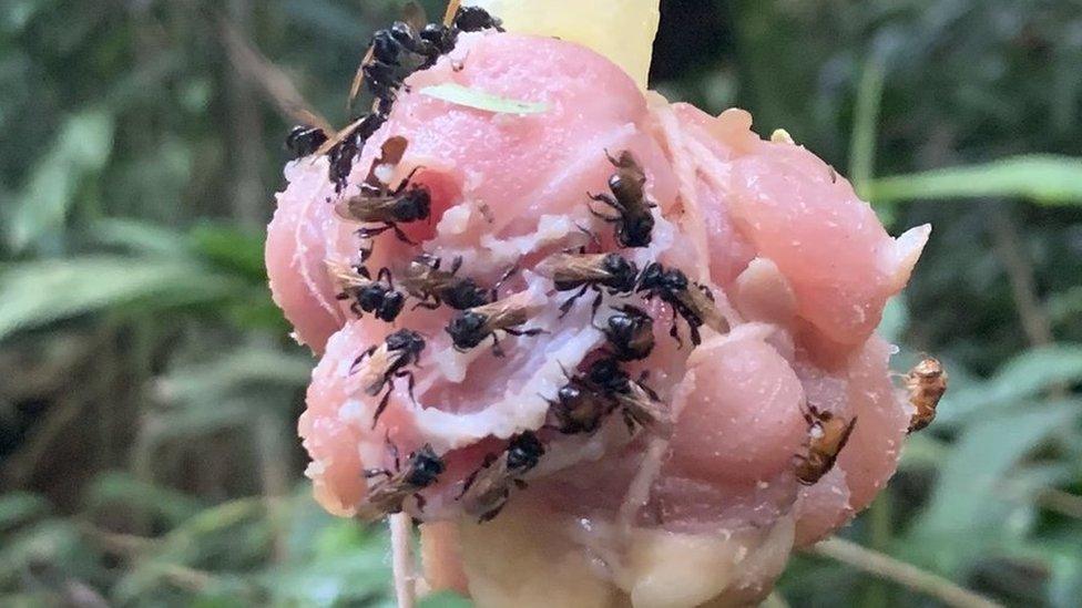 Image of bees feeding on raw chicken - picture courtesy of Quinn McFrederick/UCR