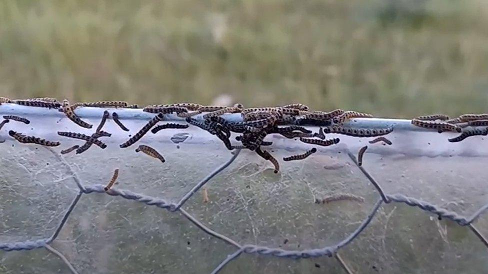 Likely Ermine moth caterpillars