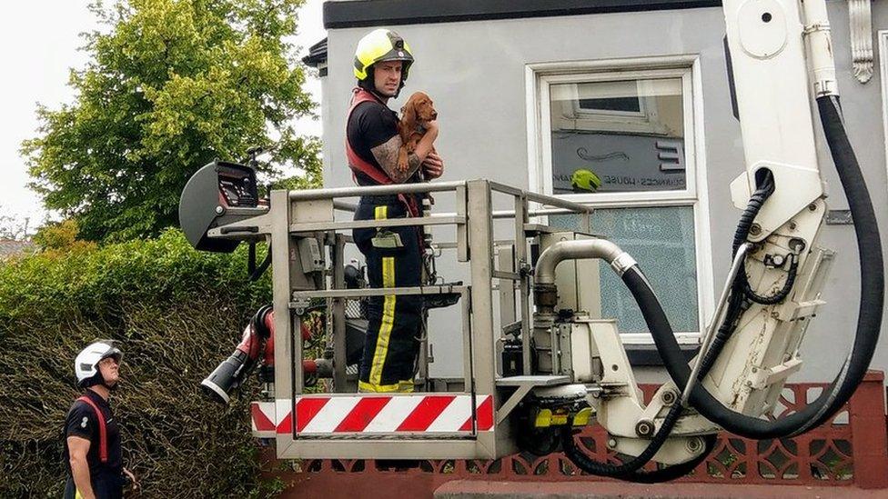 Puppy in the arms of fireman as it is rescued