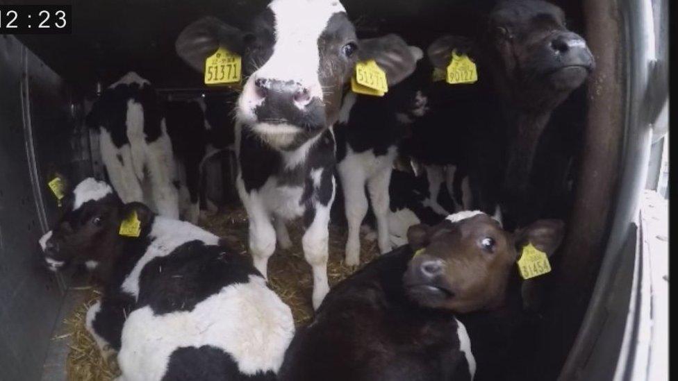 calves in truck