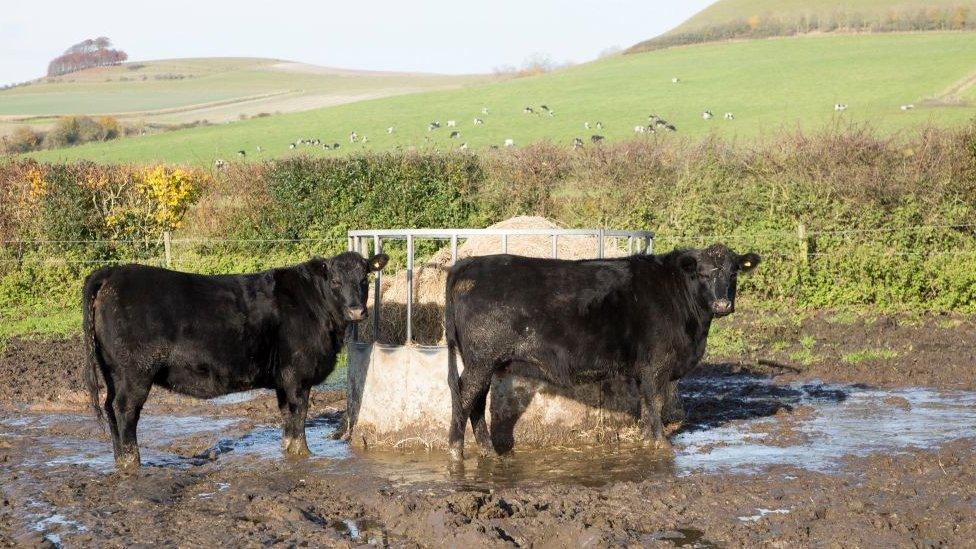 Cows-in-a-field.