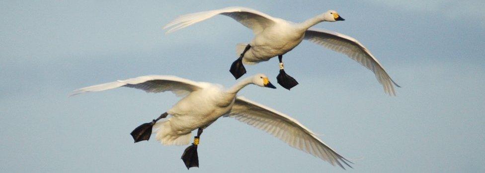 Bewick's swans