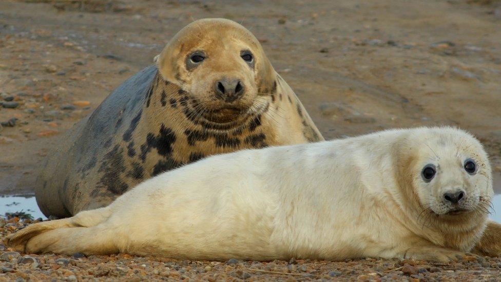 Mother seal and pup at Blakeney