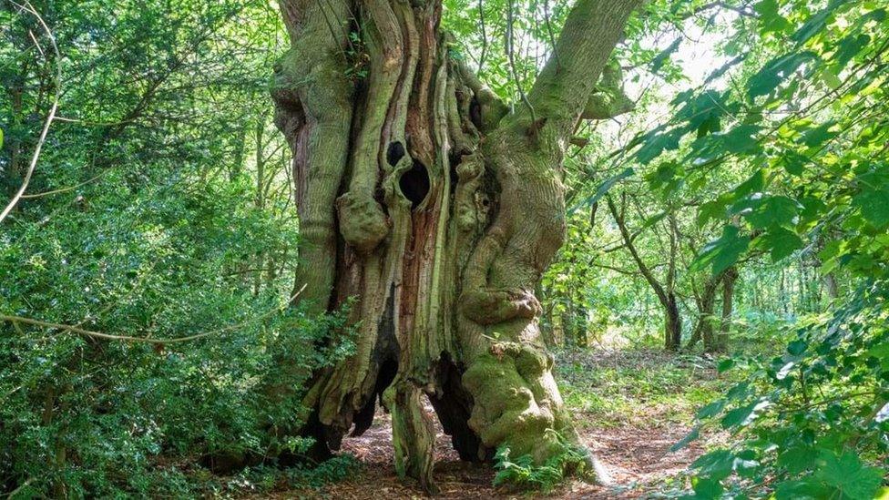 Pontypool's Old Sweet Chestnut