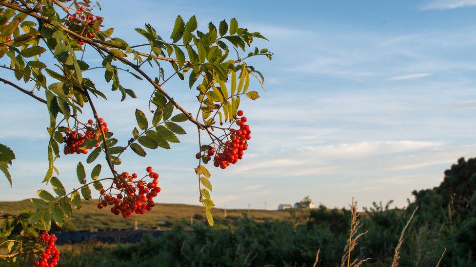 Mountain Ash/Rowan tree