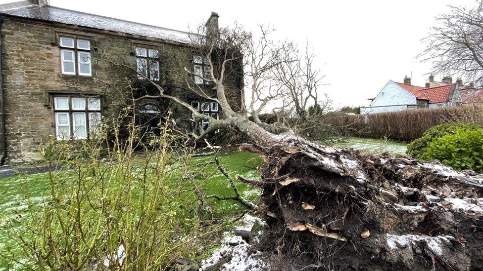 Toppled tree at house