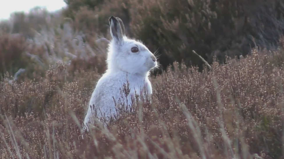 hare