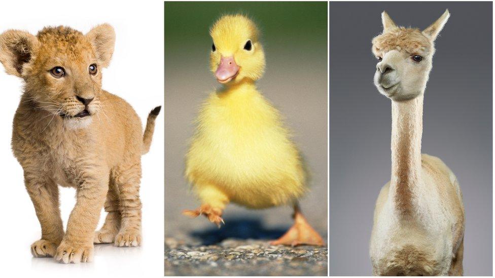 Lion cub, duckling and alpaca.