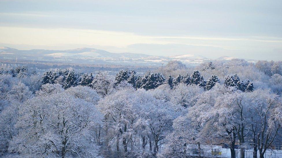 Snowy tree tops