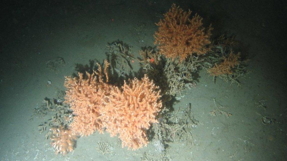 Cold water coral at Darwin Mounds