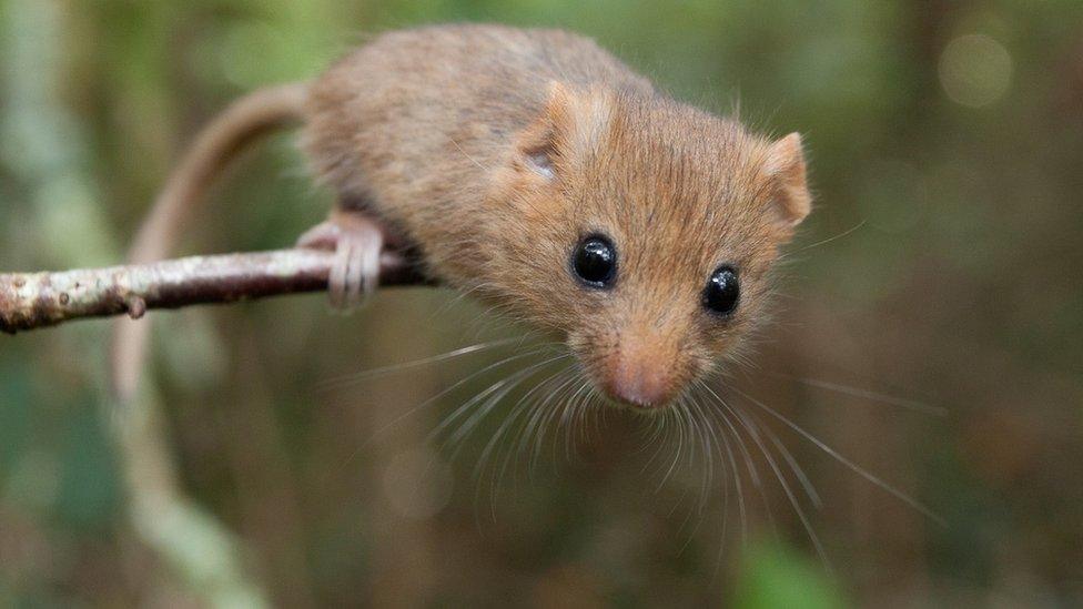 Dormice have disappeared from 17 English counties