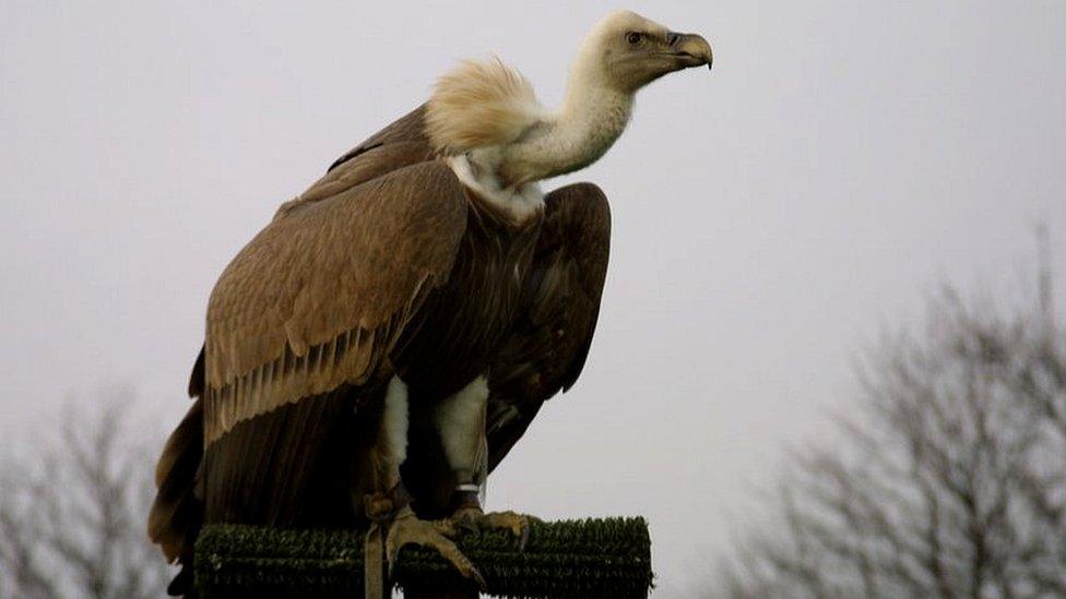 Harold usually spent the winter at bird of prey displays, but had this one off