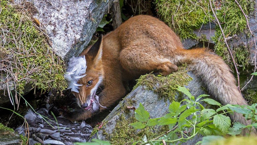 a young fox cub with feathers in their mouth hides away from their siblings after dragging away the goose their mother brought them to eat