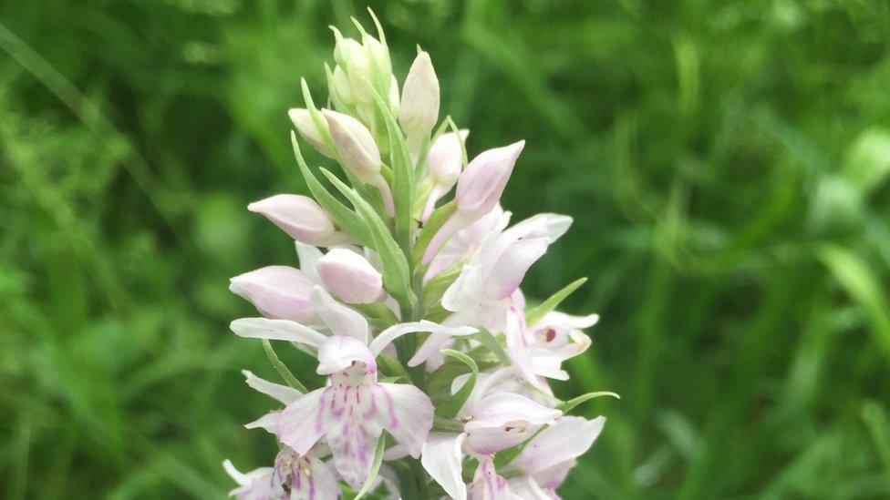 A flower snapped in Shotover, Headington