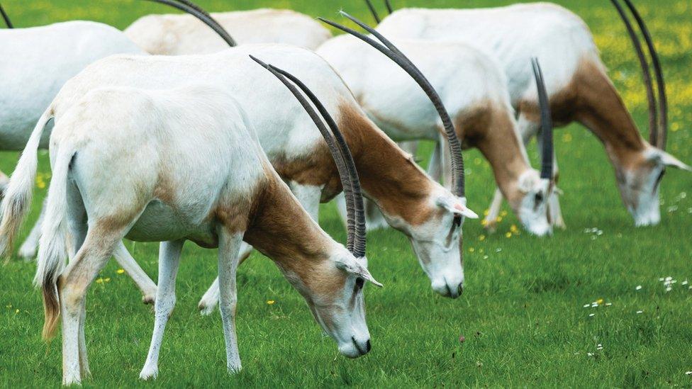 Scimitar-Horned Oryx