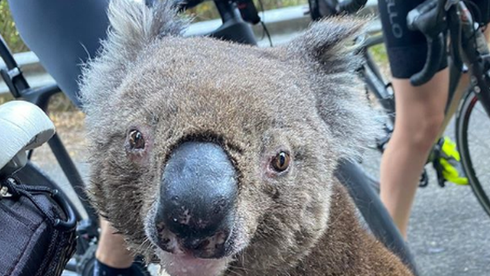 koala-getting-help-from-cyclists