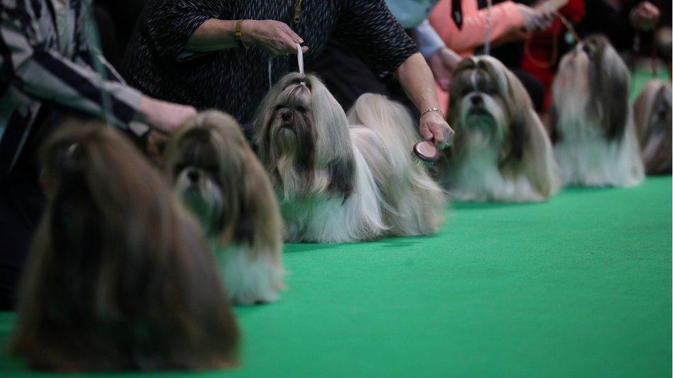 Shih Tzus being judged at Crufts